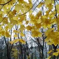 *** :: Валентина Береснева