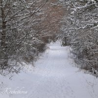Природа Крыма :: Amazing Cosmea