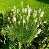 дачное :: tatiana 