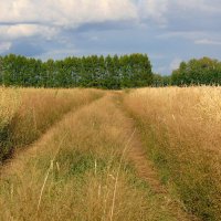 Хлеба направо,хлеба налево.... :: nadyasilyuk Вознюк Хлеба направо,хлеба налево.... :: nadyasilyuk Вознюк