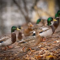 Утиная история :: Svetlana Galvez