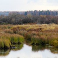 Шумел камыш :: Сергей Никифоров