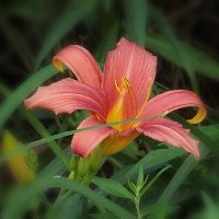 Лилейник :: Freddy 97