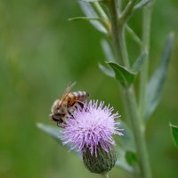 Пчела. :: Александр 