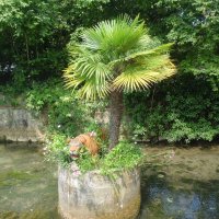 ПАЛЬМА :: СЕРГЕЙ ФИЛОЧКИН