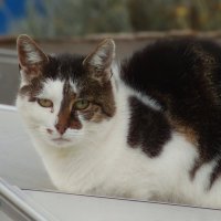 Про Мурку :: Юрий. Шмаков