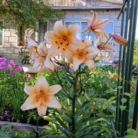 Лилии. :: Ирина ***