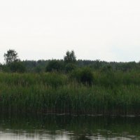 река Лама :: fogmeadowww m