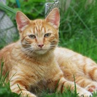 Ириска :: Лариса С. Ириска :: Лариса С.