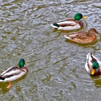 Уточки на речке Песочной :: Светлана 