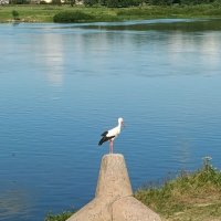 "Высоко сижу, далеко гляжу!" :: Людмила Жданова