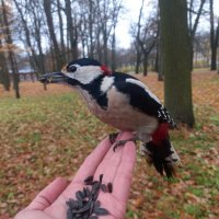 Дятел :: Сапсан 