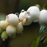 Снежноягодник белый :: Владимир Безбородов