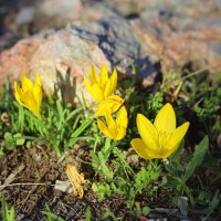 Крокус, или Шафран. Осенью цветет в Афинах. :: Оля Богданович