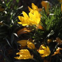 Крокус, или Шафран. :: Оля Богданович