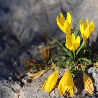 Крокус, или Шафран :: Оля Богданович