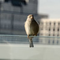 Воробьишка :: Валерий Пославский