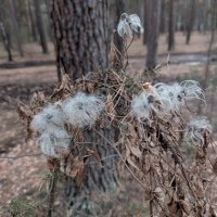 Октябрь в Каркаралах :: Андрей Хлопонин