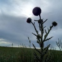 Вечерок :: Георгиевич 