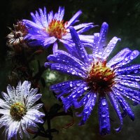 Умытые дождём :: Людмила Смородинская