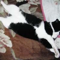 Полный кайф :: Людмила Смородинская