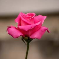 Роза :: Игорь Сикорский Роза :: Игорь Сикорский