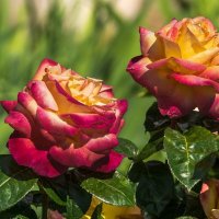 Розы :: Игорь Сикорский