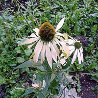 Цветы. :: Владимир Драгунский