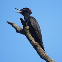 Желна :: Лина Желна :: Лина