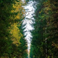 Осень приходит :: Галина Ложечникова