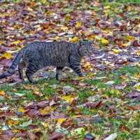 Октябрь - это не март :: Валерий Иванович Октябрь - это не март :: Валерий Иванович