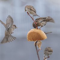 из жизни воробьев . :: юрий макаров