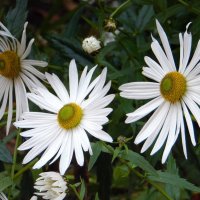 Ромашки. :: nadyasilyuk Вознюк