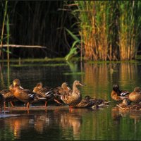 На отдыхе. :: Александр На отдыхе. :: Александр