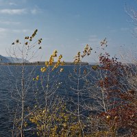 Последние листья :: MILAV V