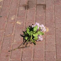 НЕ ПРИШЛА ( :: Виктор Никитенко