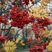 Очей очарованье :: Galina Solovova