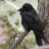 Старый ворон :: Виктор Фельдшеров