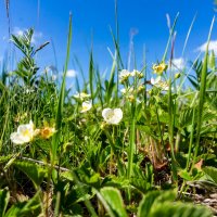 Возвращение в лето :: Владимир Иванович