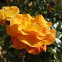 ......в осенних розах нежность увяданья... :: Галина 