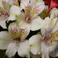 Альстромерия :: Алёна Савина