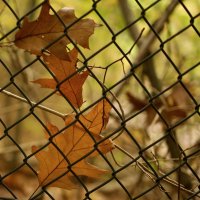 В плену у забора. :: Lucy Schneider 