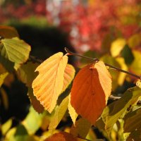 осень :: ИННА ПОРОХОВА