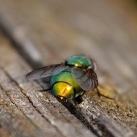 Позолоченное брюхо... :: Николай Гирш