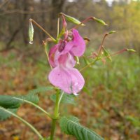Бальзамин лесной недотрога обыкновенная :: Анна Воробьева