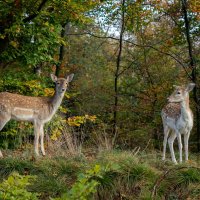 Лесные красавицы... :: Николай Гирш