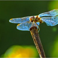 О, Лето Красное ! :: Валентин Котляров О, Лето Красное ! :: Валентин Котляров