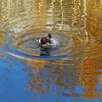 Купание селезня в отражении берёз :: Aida10 