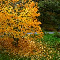 Золотое дерево :: Юрий. Шмаков