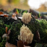 Рогатик... :: Николай Гирш Рогатик... :: Николай Гирш